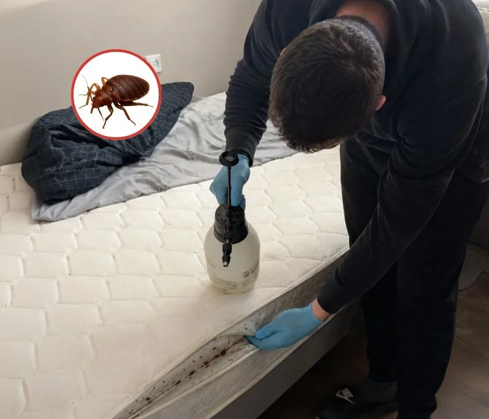 Technicien traitant un matelas contre les punaises de lit à Boissy-le-Sec